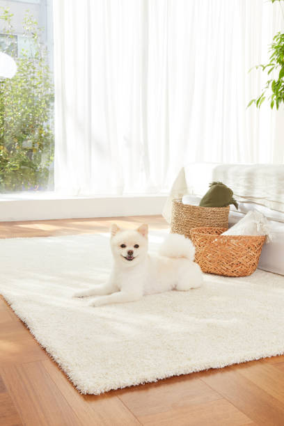 istock White Pomeranian in the Living Room. 1521355430