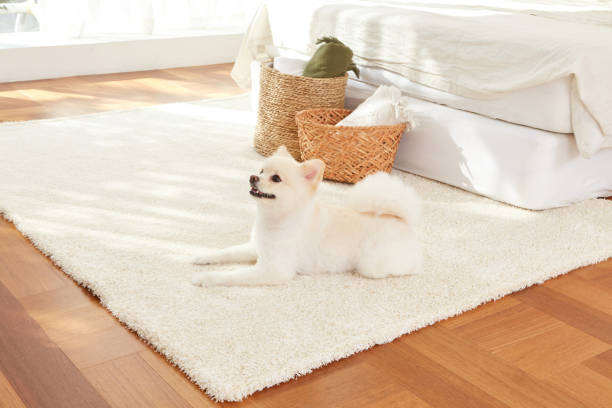 istock White Pomeranian in the Living Room. 1521355437