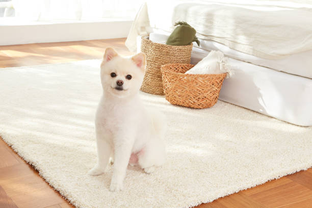 istock White Pomeranian in the Living Room. 1521355439