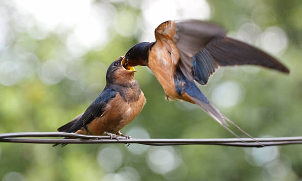 mother barn swallow feeds her hungry babies on fly stock photo