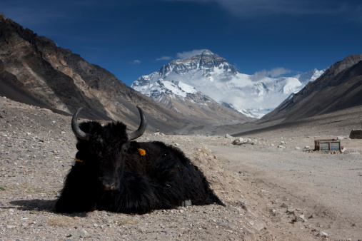 A single black Yak with orange and blue tassles sitting by the gravel road that leads to base camp in Qomolangma Nature Preserve, Tibet. Mt. Qomolangma (Mt. Everest) is in the background high above most of the clouds in the mostly blue sky.