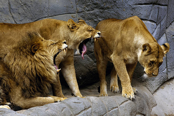 Two lions growling at a third one stock photo