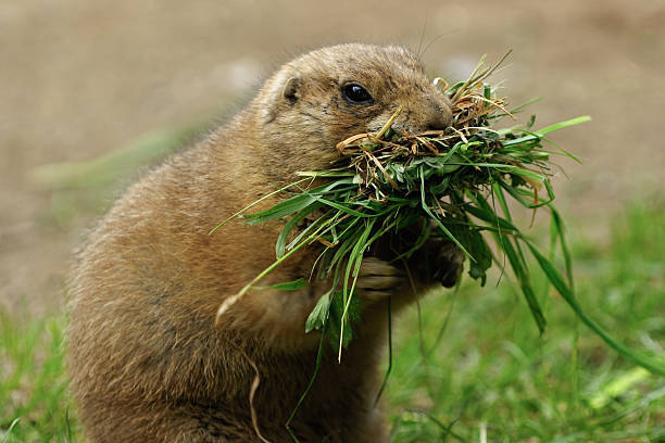 Marmot with Food stock photo