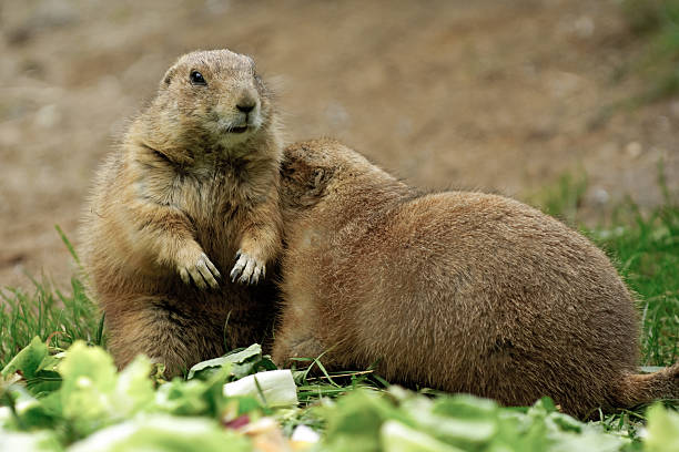 Two marmots stock photo