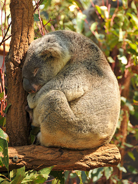 Sleeping koala on a branch stock photo
