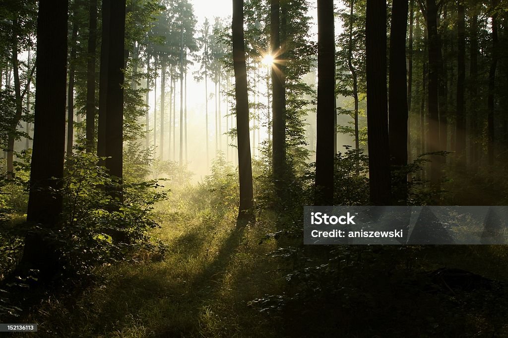 Sonnenaufgang in einem nebligen Wald - Lizenzfrei Abenddämmerung Stock-Foto