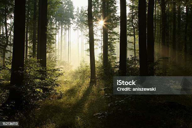 Sonnenaufgang In Einem Nebligen Wald Stockfoto und mehr Bilder von Abenddämmerung - Abenddämmerung, Abenteuer, Ast - Pflanzenbestandteil