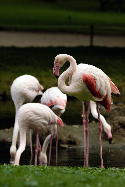 Flamingo Lake stock photo