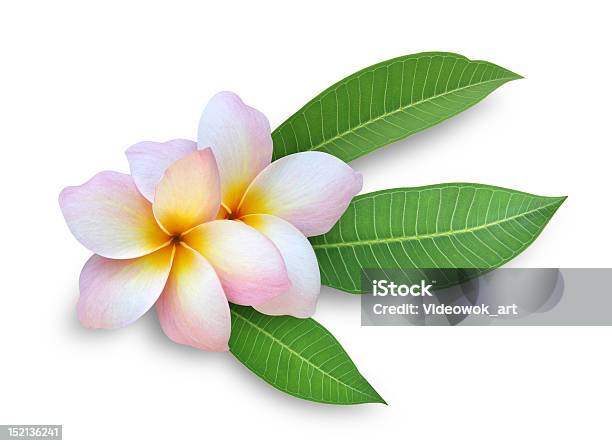 푸루메리아 꽃-식물에 대한 스톡 사진 및 기타 이미지 - 꽃-식물, 프랑지파니, 하와이 문화