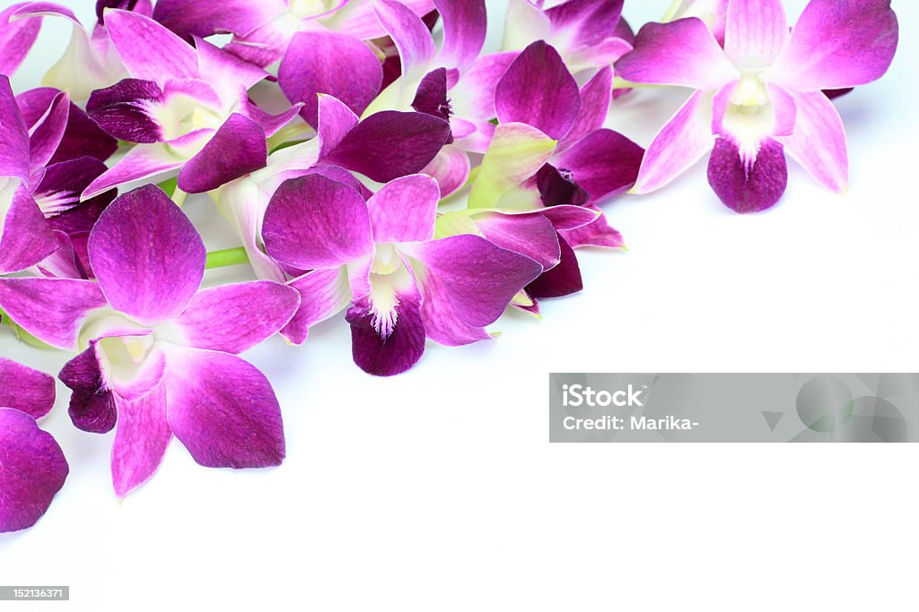 Storczyk Phalaenopsis - Zbiór zdjęć royalty-free (Bez ludzi)