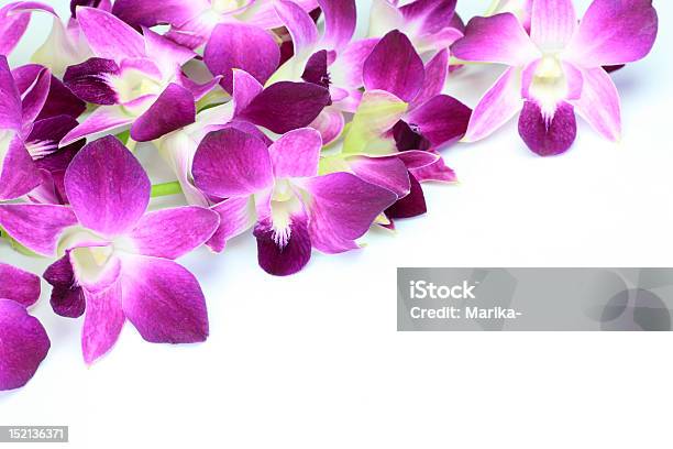 Storczyk Phalaenopsis - zdjęcia stockowe i więcej obrazów Bez ludzi - Bez ludzi, Białe tło, Bukieciarstwo