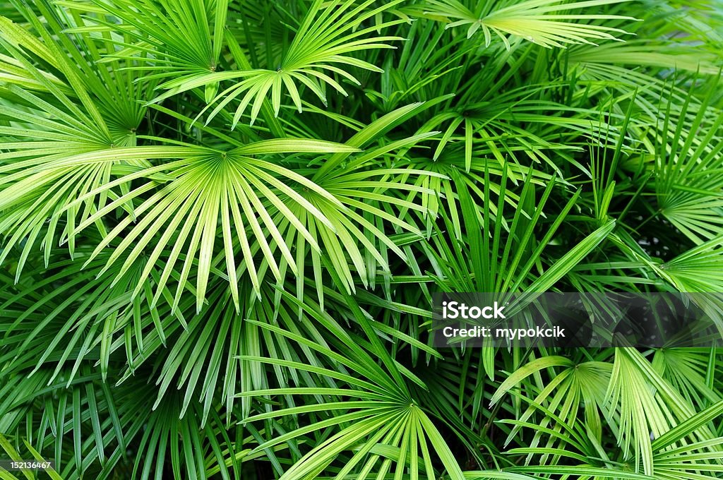 Palm leaves background Lush green palm leaves in tropical forest Backgrounds Stock Photo