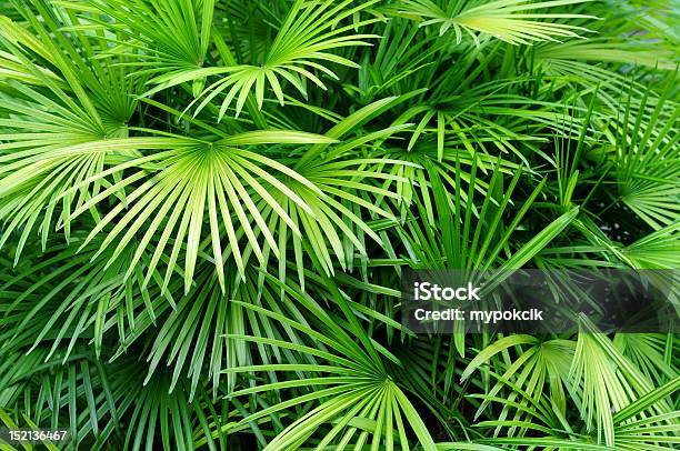 Palm Leaves Background Stock Photo - Download Image Now - Backgrounds, Palm Leaf, Bush