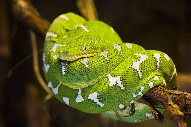 Emerald Tree Boa Emerald Tree Boa  (Corrallus caninus)  The range of the emerald tree boa includes Venezuela, Colombia, Peru, Bolivia, Guyana, French Guiana, Suriname, and Brazil. boa stock pictures, royalty-free photos & images