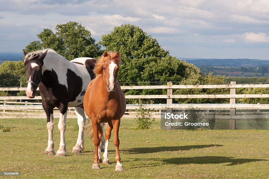 Large piebald horse and small chestnut pony standing together Large piebald horse and small chestnut pony standing together in field looking into camera. Agricultural Field Stock Photo