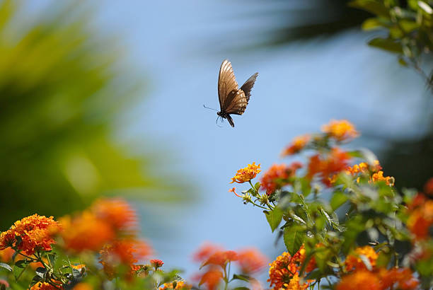 Flying Butterfly stock photo