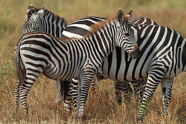 istock Zebra foal, Serengeti, Tanzania 152136766