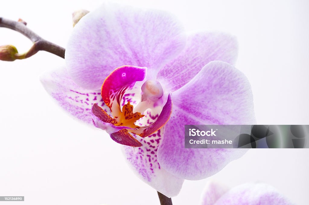 orquídea - Foto de stock de Belleza de la naturaleza libre de derechos
