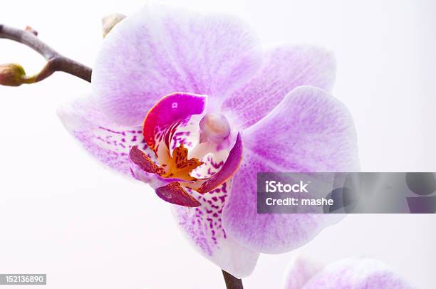 Orquídea Foto de stock y más banco de imágenes de Belleza de la naturaleza - Belleza de la naturaleza, Blanco - Color, Botánica