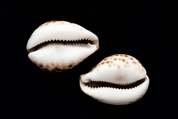 Cowley Shell 730+ Cowrie Snail Pictures Stock Photos, Pictures & Royalty-Free Images ...