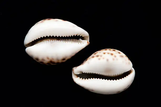 Two sea shell on the black background