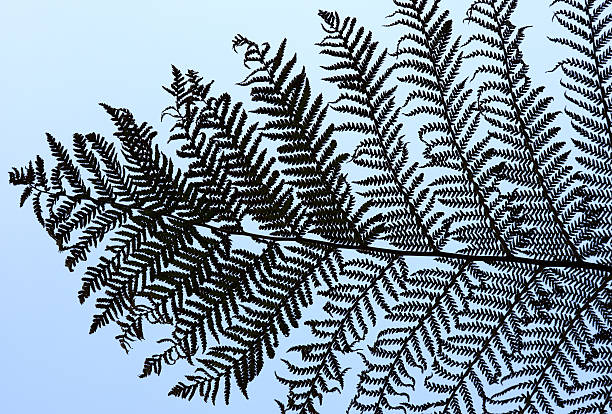 Silver Fern Branches New Zealand's national symbol, the Silver Fern. new zealand silver fern stock pictures, royalty-free photos & images