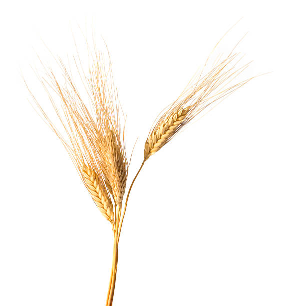 istock Close-up of wheat isolated on white background 152137466