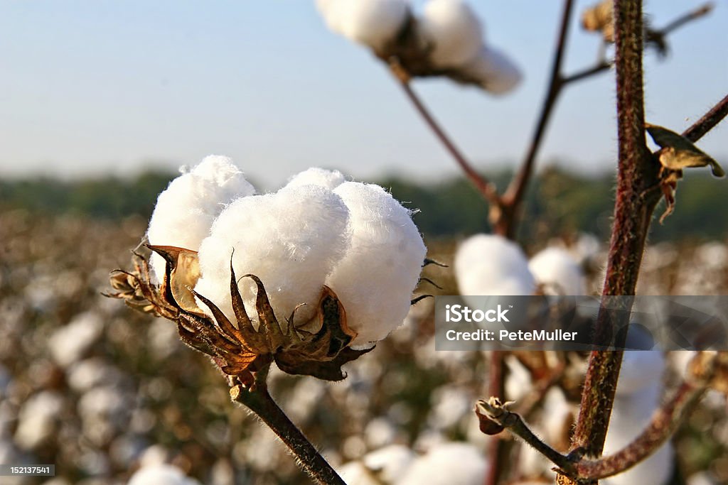 En coton - Photo de Coton hydrophile libre de droits
