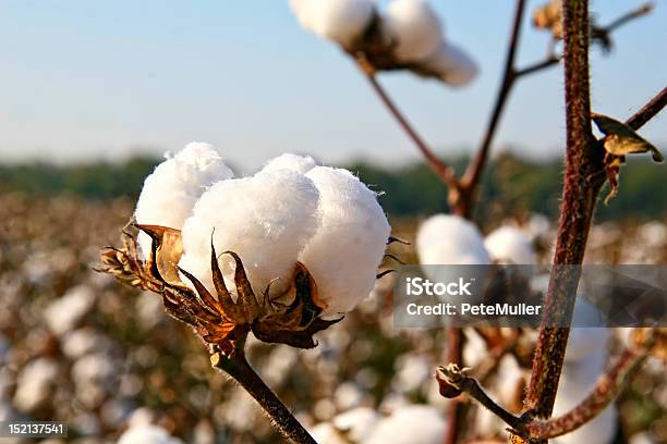 De Algodão - Fotografias de stock e mais imagens de Bola de Algodão - Bola de Algodão, Planta do algodão, Algodão