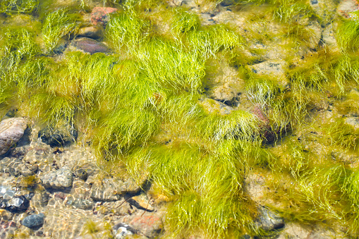 In Western Colorado Moss and Air Bubbles in Shallow Part of Lake Blue Green Algae (Shot with Canon 5DS 50.6mp photos professionally retouched - Lightroom / Photoshop - original size 5792 x 8688 downsampled as needed for clarity and select focus used for dramatic effect)