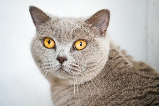 Scottish Fold cat. Portrait with defocused background. Close-up, selective focus.