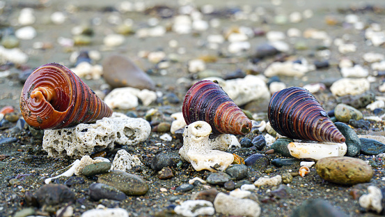 Photograph of sea snail shell lying on the beach on the edge of the Mamuju sea, Indonesia. Sea snail is a common name for slow-moving marine gastropod molluscs, usually with visible external shells, such as whelk or abalone. They share the taxonomic class Gastropoda with slugs, which are distinguished from snails primarily by the absence of a visible shell