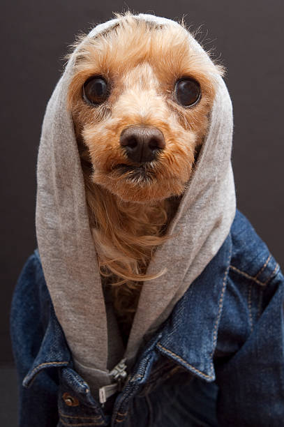 istock Street Dog- Headshot 152137792