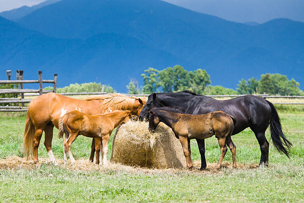 Cavalos e de origem materna os poldros - fotografia de stock