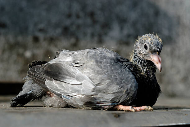 Pigeon Baby stock photo