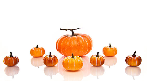 Large and Small pumpkins in rows on a white background. stock photo