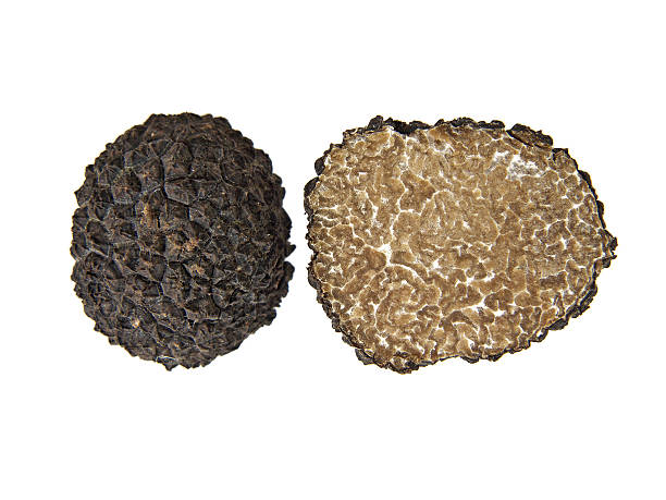 black truffle stock photo