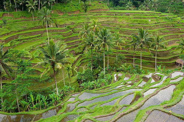 istock rice terraces of bali, indonesia 152138803