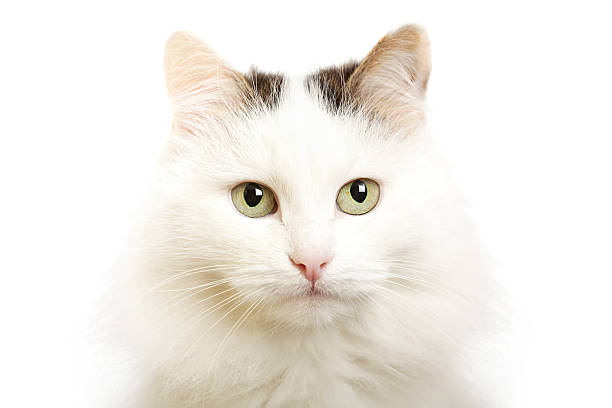 Cat--turkish van breed stock photo