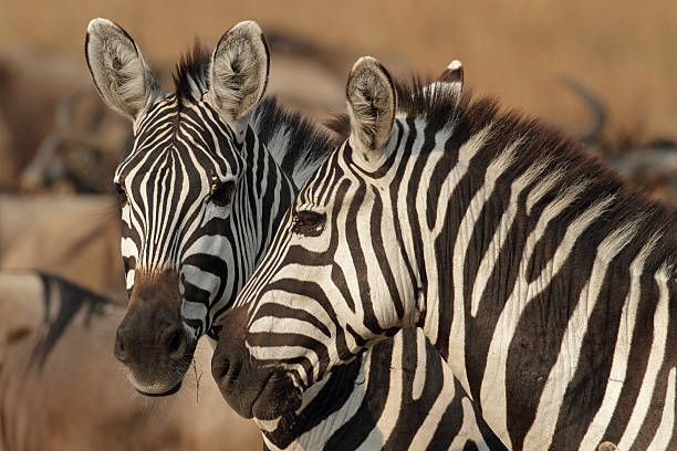 Zebras にゴールドの午後の軽食、セレンゲティ,タンザニア ストックフォト