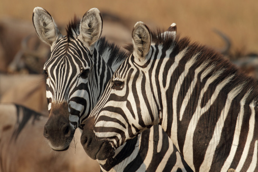 Common or plains zebra, Serengeti National Park, Tanzania, East Africa
