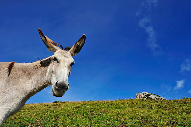 What a donkey stock photo