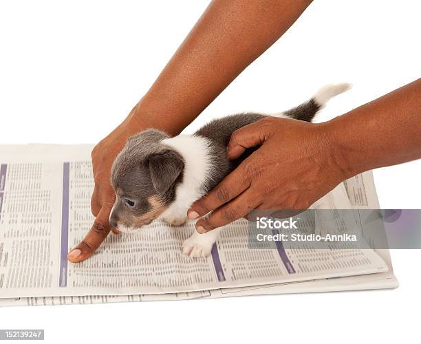 Housebreaking A Puppy Stock Photo - Download Image Now - Animal, Cut Out, Cute