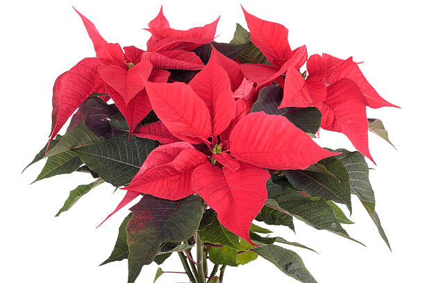 istock Poinsettia plant isolated on white 152139345