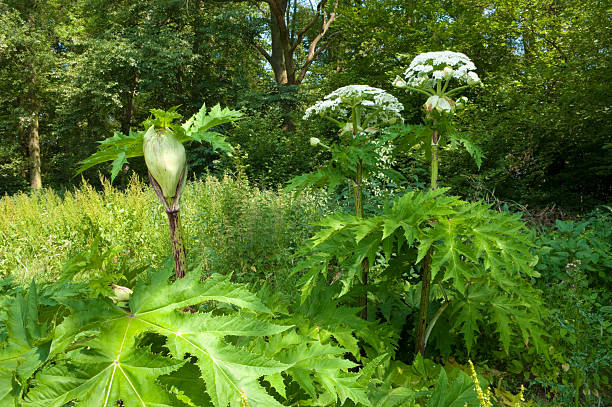 Cтоковое фото Гигантский hogweed