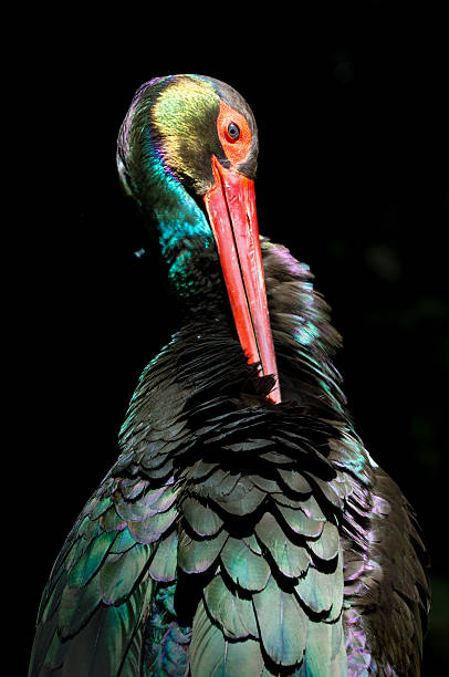 Stork in green stock photo