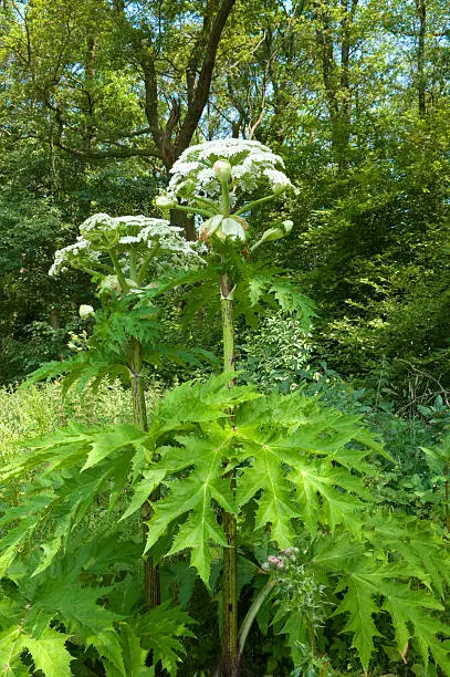 Giant Hogweed (Heracleum Mentagazzanium), aka Cow Parship - tall (up to 15-20 feet in height), herbaceous, biennial plant that invades disturbed areas across the Northeast and Pacific Northwestern United States, and Northern Europe