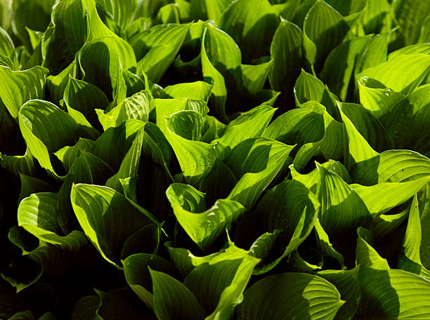 Foliage Closeup of a leafy plant highlighted by sunlight trishz stock pictures, royalty-free photos & images