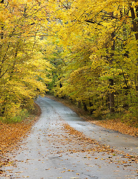 istock Road through park in Autumn 152139753