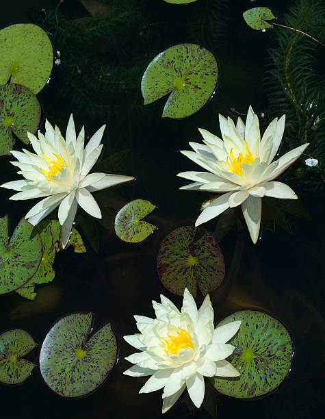 istock Beautiful blooming water lilies 152139772